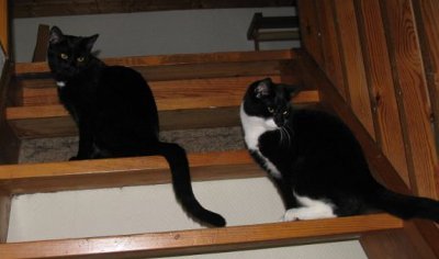 Sta flickorna Viv och Siv p spaning i trappen ;)