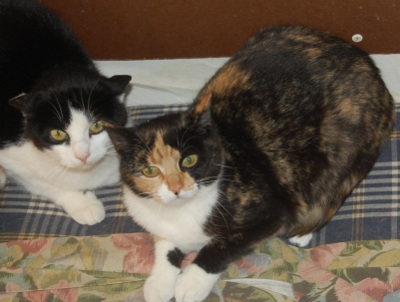 Katt-tserna Shandy och Nerina